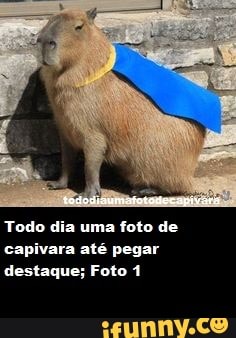 Todo dia uma foto de capivara até pegar destaque; Foto 1