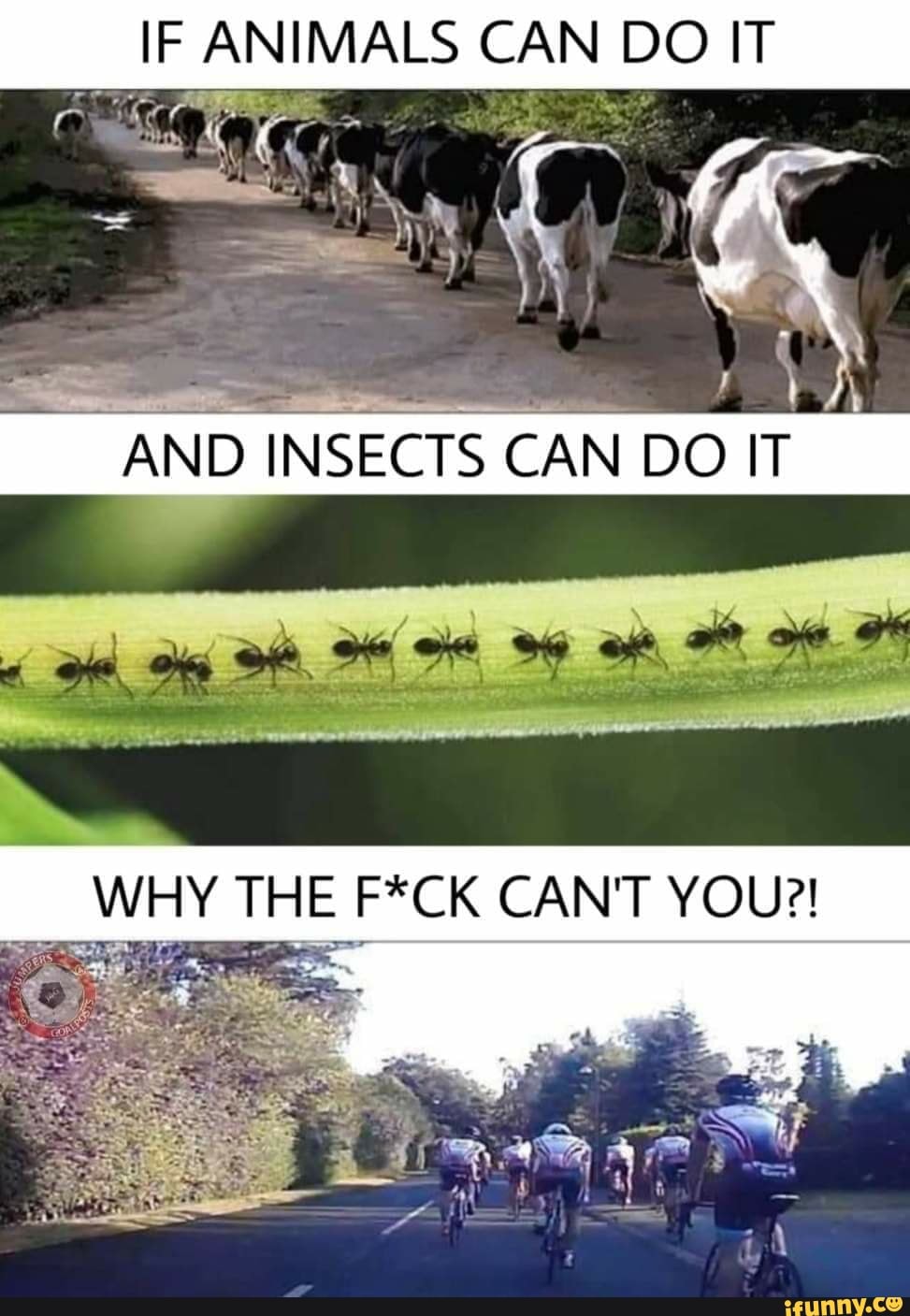 IF ANIMALS CAN DO IT
os iy
AND INSECTS CAN DO IT
WHY THE F*CK CAN'T YOU?!