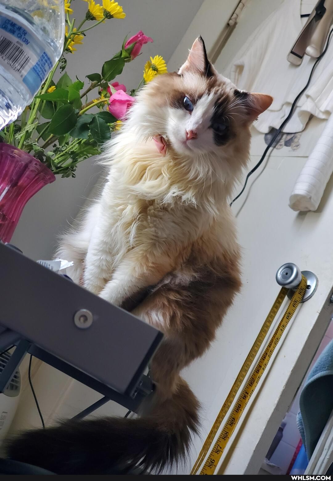 cat, aww, caturday