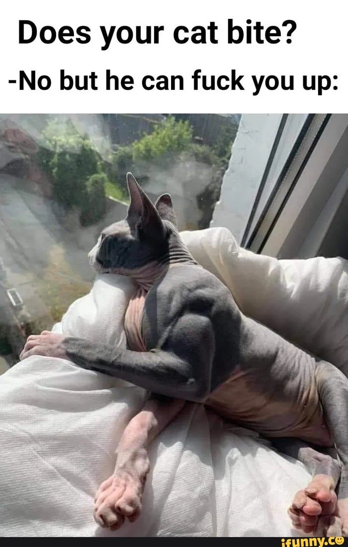 Does your cat bite?
-No but he can fuck you up: