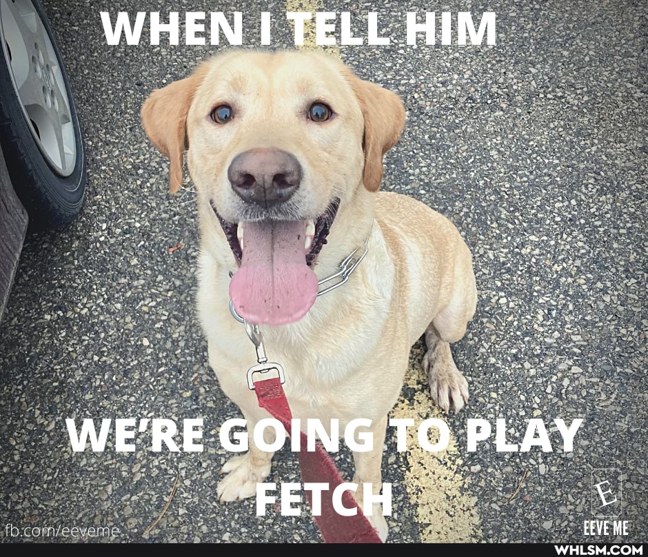 WHEN TELL HIM
WE'RE GOING TO PLAY FETCH
Ccuc uc