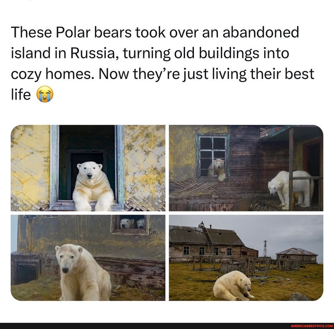 What an easy life this must be memes explore funny wholesome polarbear ...