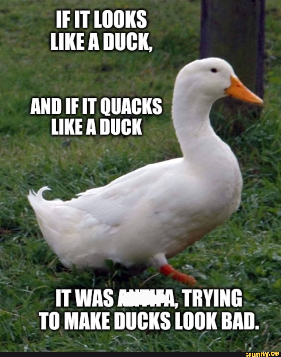 IF IT LOOKS LIKE A DUCK, AND IF IT QUACKS LIKE A DUCK IT WAS TRYING TO ...