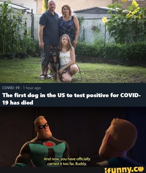 COVID-19 1 hourago
The first dog in the US to test positive for COVID-
19 has died
And now, you have officially
carried it too far, Buddy.