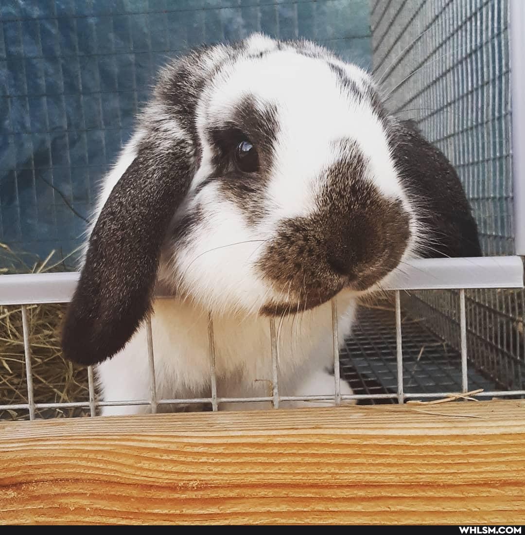 bunny, bunny_rabbit, bunbun, rabbit, baby_animals