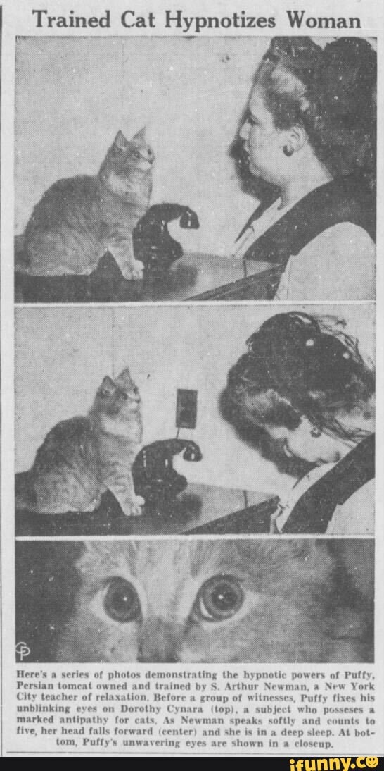 Trained Cat Hypnotizes Woman
Here's a series of photos demonstrating the hypnotic powers of Pufty,
Persian tomeat owned ew York
City teacher of relaxa' efore a es, Puffy fixes his unblinking eyes on Dorothy Cynai marked antipathy for cats, As New five, her hea
uunts to deep sleep. At bot-