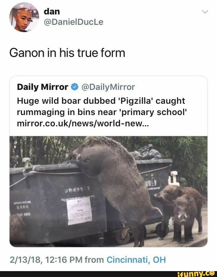 Ganon in his true form
Daily Mirror @DailyMirror
Huge wild boar dubbed 'Pigzilla' caught rummaging in bins near 'primary school'
PM from Cincinnati, OH