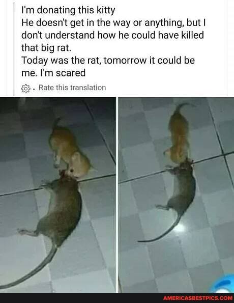 I'm donating this kitty
He doesn't get in the way or anything, but I don't understand how he could have killed that big rat.
Today was the rat, tomorrow it could be me. I'm scared
- Rate this translation