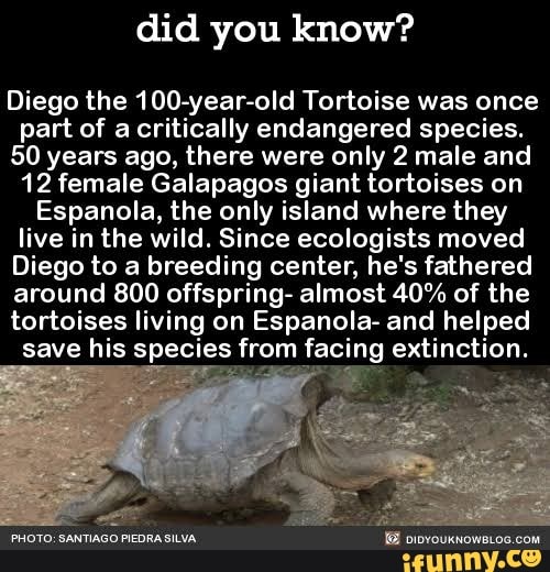 Did you know? Diego the 100-year-old Tortoise was once part of ...