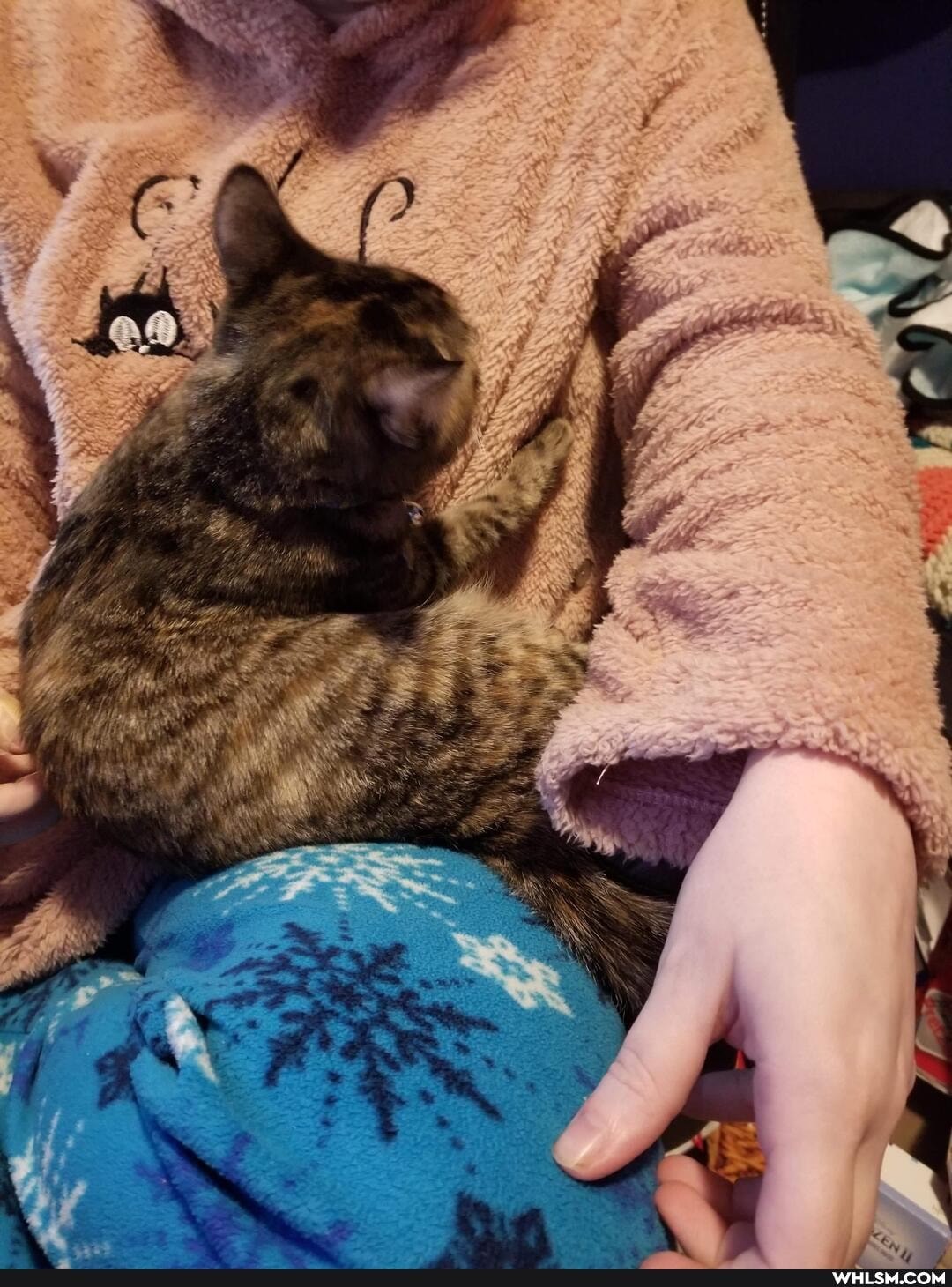 aww, cat, neutral_post