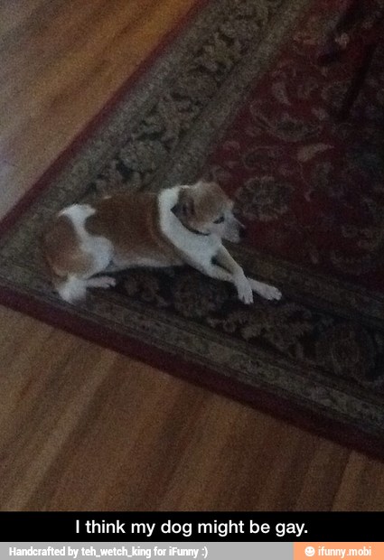 I think my dog might be gay.