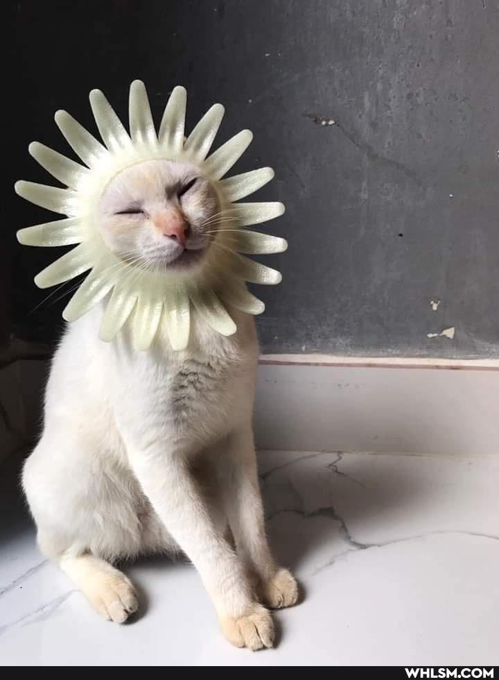 funny, cat, cats