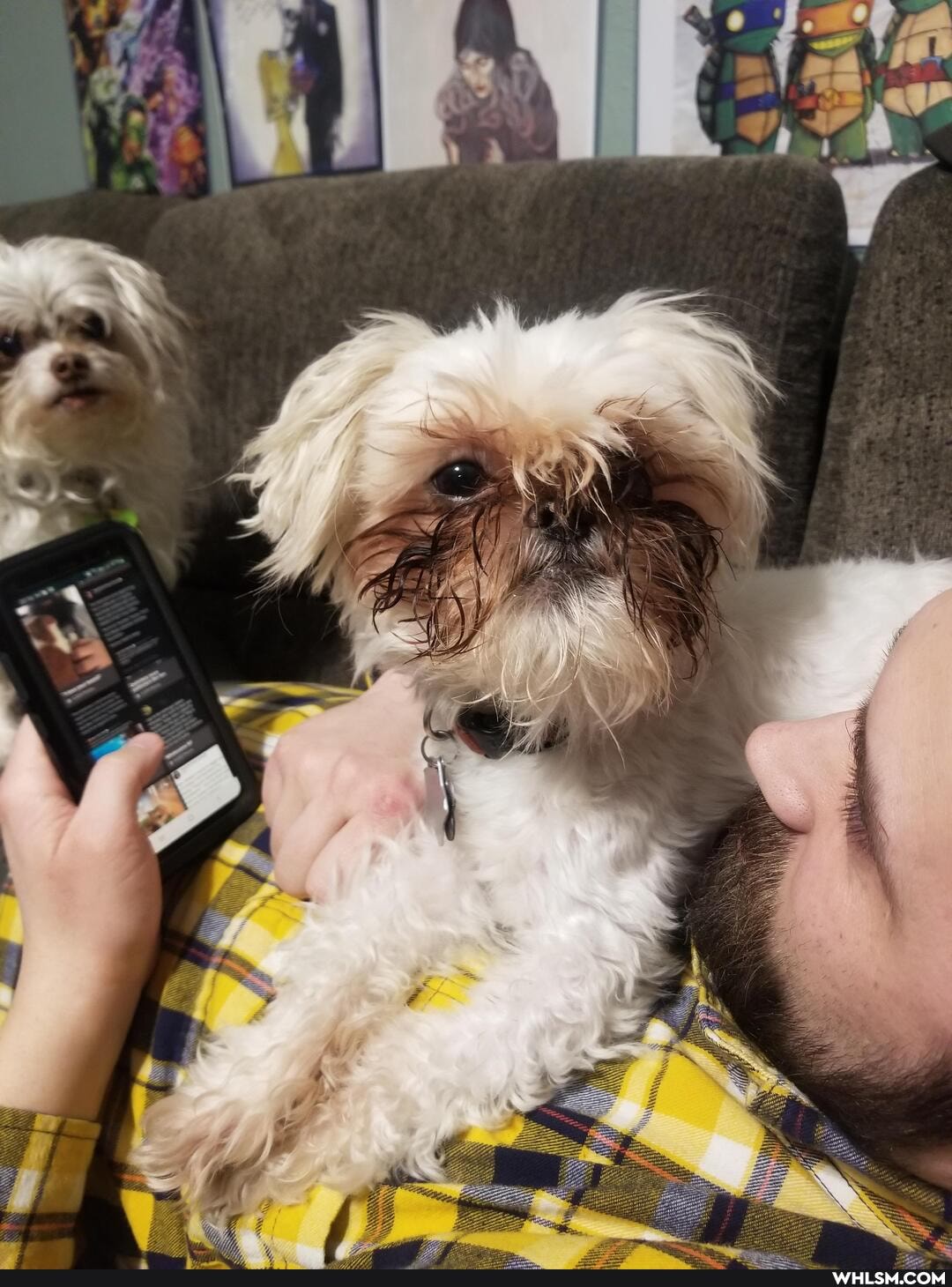 funny, puppy, dog