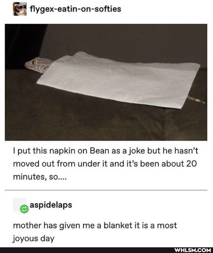flygex-eatin-on-softies
put this napkin on Bean as a joke but he hasn't
moved out from under it and it's been about 20 minutes, so....
aspidelaps
mother has given me a blanket it is a most iovous claw