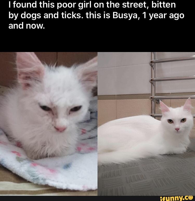 I found this poor girl on the street, bitten
by dogs and ticks. this is Busya, 1 year ago
and now.