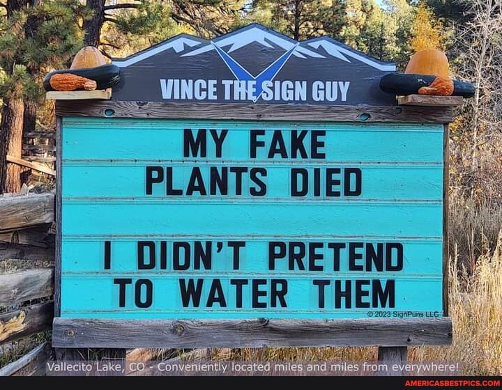 "MY FAKE PLANTS DIED DIDN'T PRETEND TO WATER THEM America’s best pics