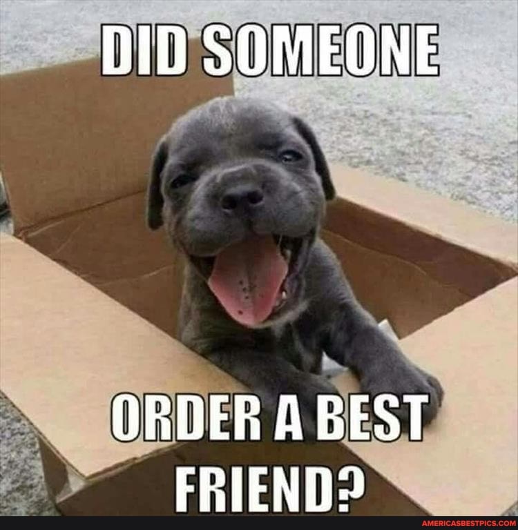 DID SOMEONE
ORDER A BEST FRIEND2