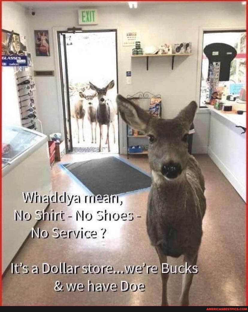 Whaddya mer, \
No Sintirt - No Shoes -
No Service
Dollar store...we're Bucks we have Doe