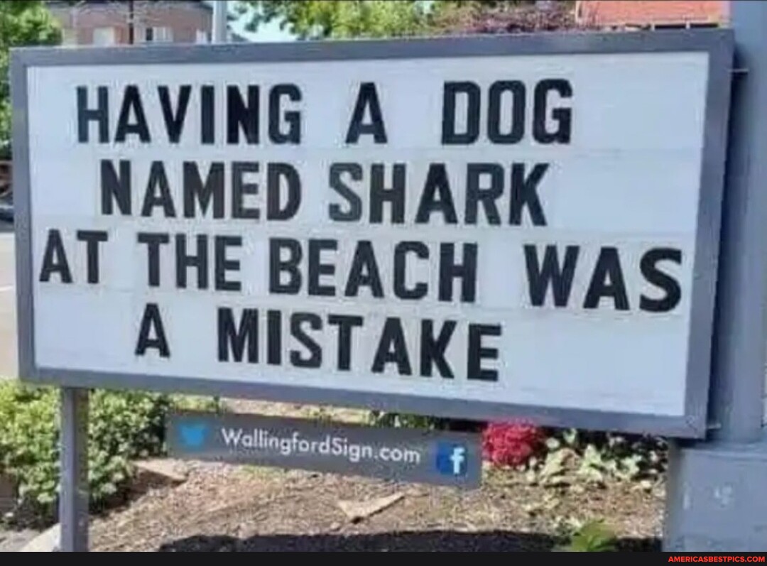 HAVING NAMED SHARK AT THE BEACH WAS Well agte Sign America’s best
