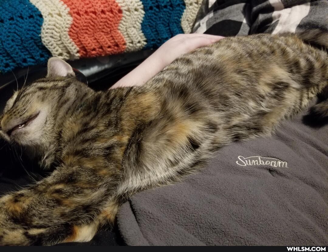 cat, aww, kitten