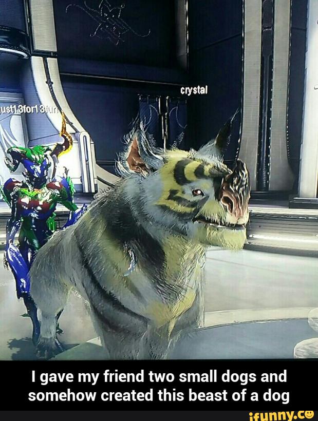 I gave my friend two small dogs and
somehow created this beast of a dog - I gave my friend two small dogs and somehow created this beast of a dog