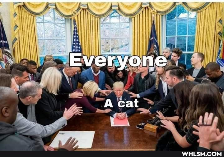 Everyone
A cat