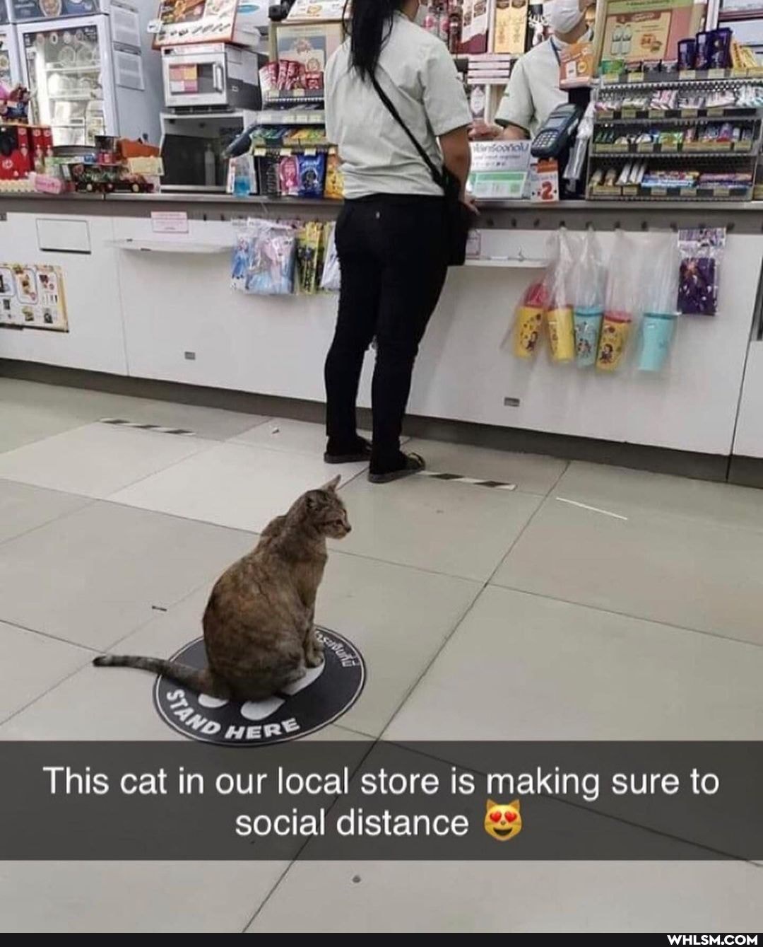This cat in our local store is making sure to social distance