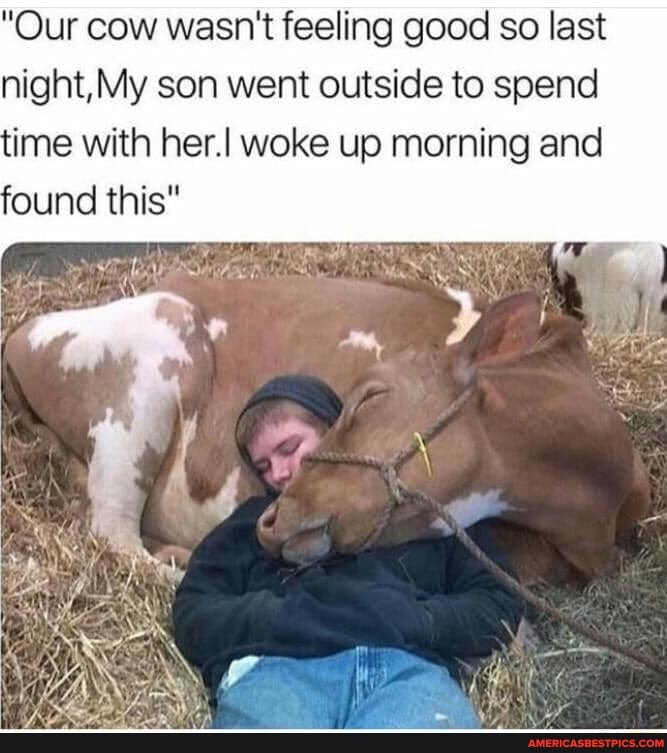 "Our cow wasn't feeling good so last night, My son went outside to spend time with her. woke up morning and
'ound this