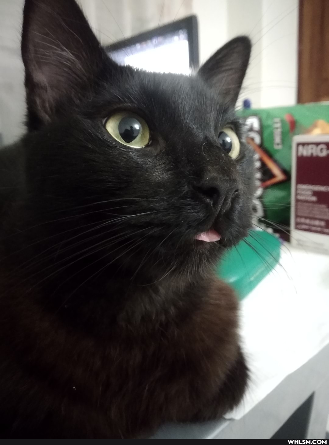 pets, kitty, catthew_the_roomate, loveyourpets