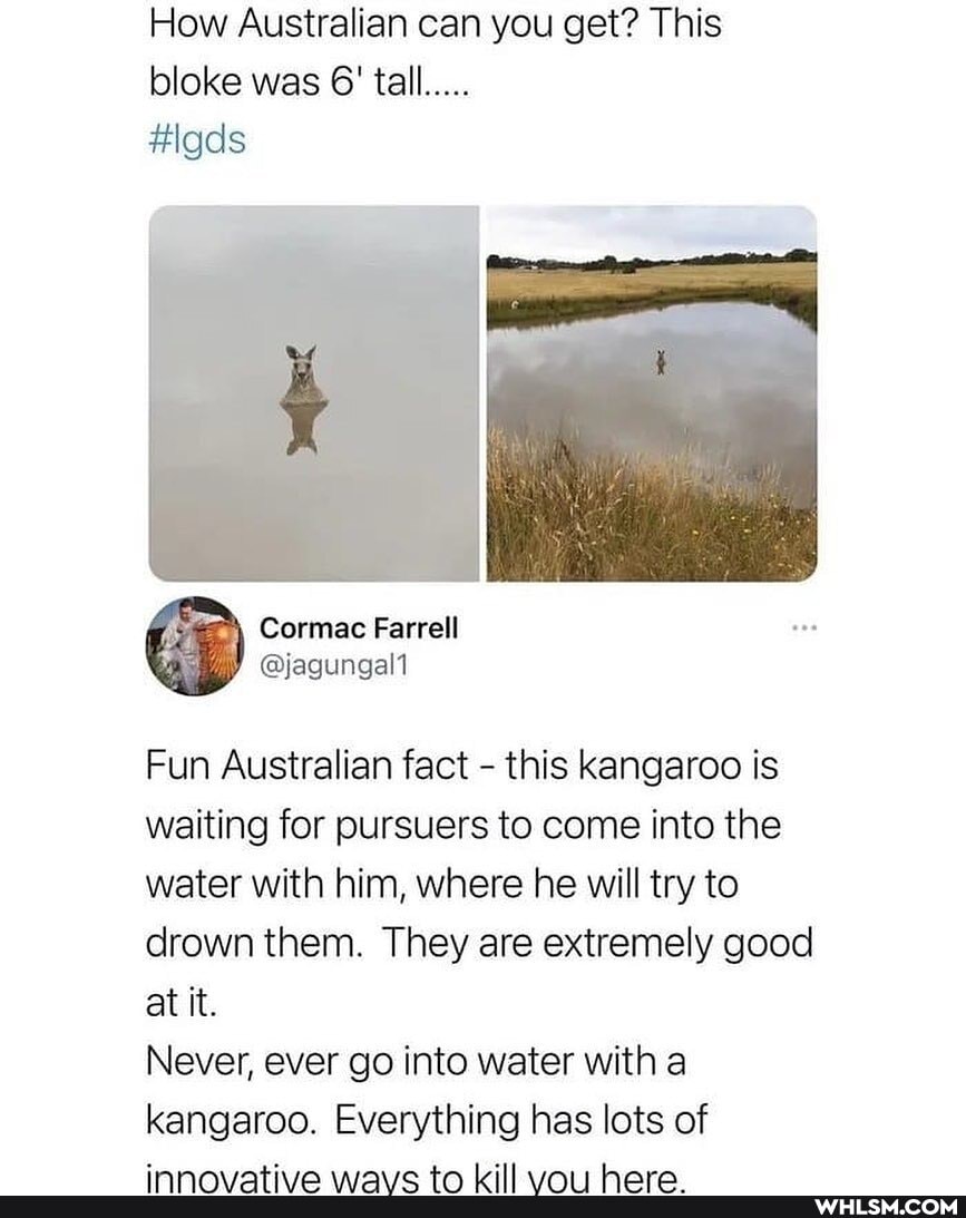 How Australian can you get? This bloke was 6' tall...
Farrell
Fun Australian fact - this kangaroo is waiting for pursuers to come into the water with him, where he will try to drown them. They are extremely good at it.
Never, ever go into water with a kangaroo. Everything has lots of