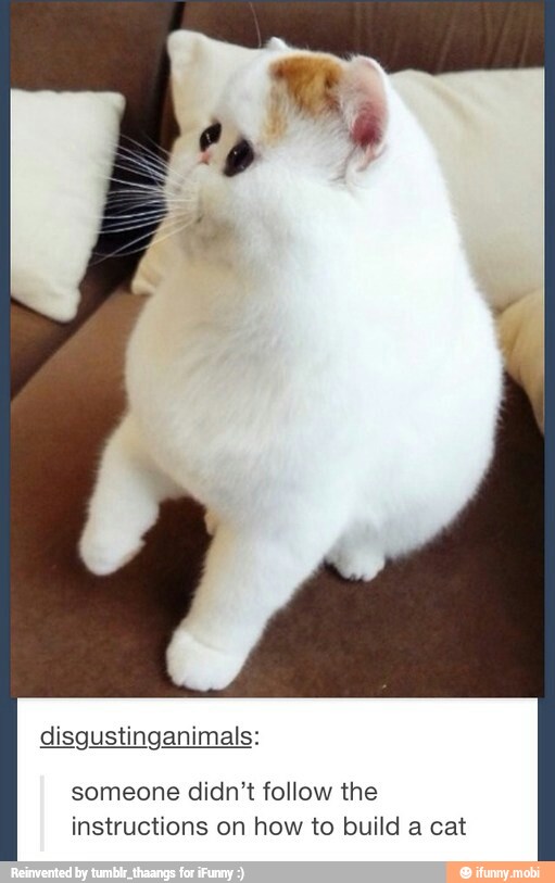 disgustinganimals:
someone didn't follow the
instructions on how to build a cat
