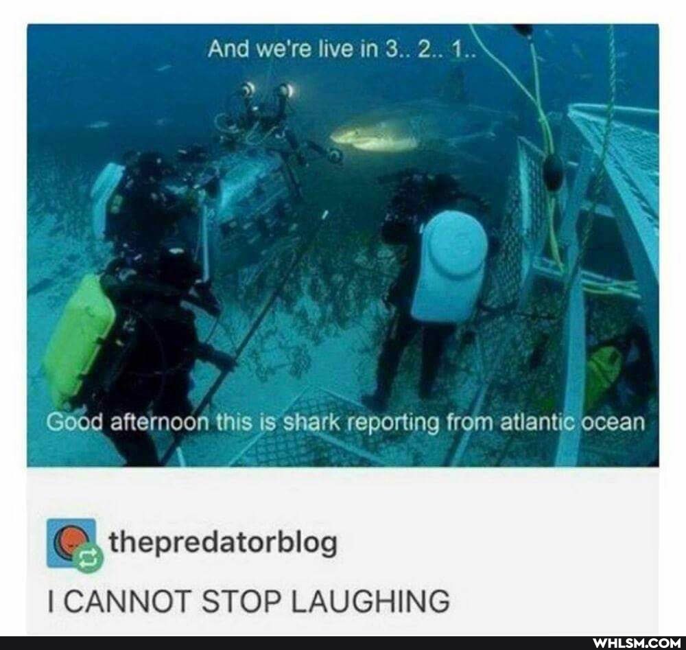 And we're live in 3.. 2.. 1.
Godd afternoon this iS shark reporting from atlantic ocean
thepredatorbleg
I CANNOT STOP LAUGHING