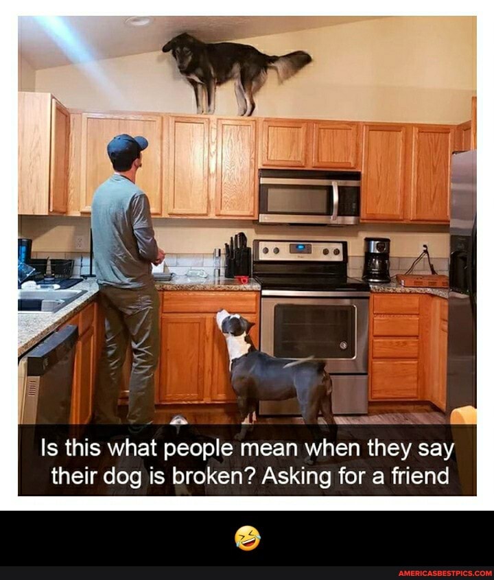 al
Is this what people mean when they say their dog is broken? Asking for a friend - 🤣