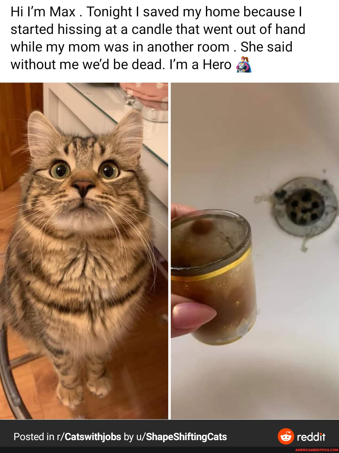Hi I'm Max . Tonight I saved my home because I started hissing at a candle that went out of hand
while my mom was in another room . She said without me we'd be dead. I'm a Hero
Posted in by reddit