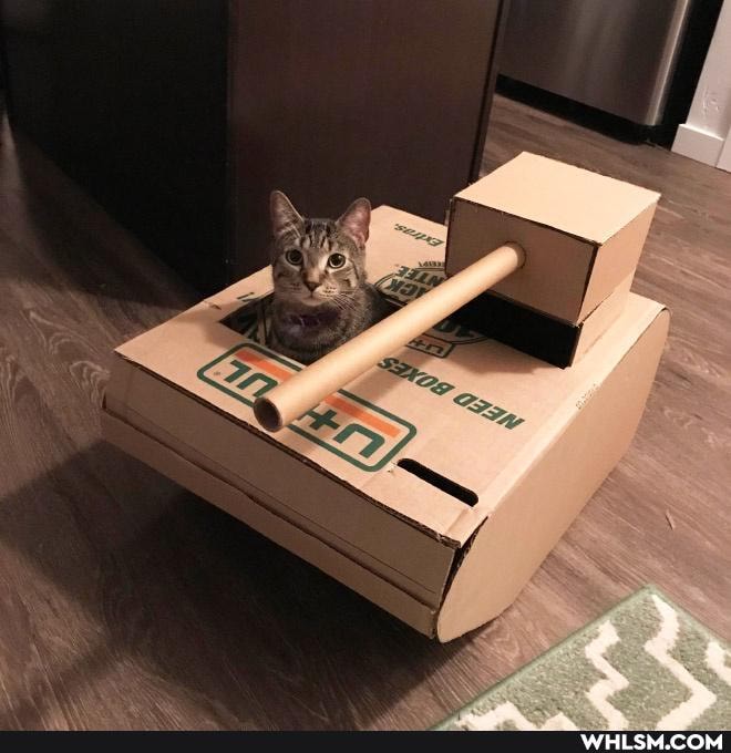 funny, cat, cats, tanks
