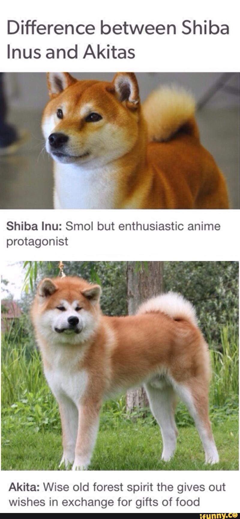 shiba inu and akita difference