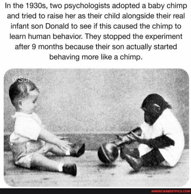 In the 1930s, two psychologists adopted a baby chimp and tried to raise her as their child alongside their real infant son Donald to see if this caused the chimp to learn human behavior. They stopped the experiment after 9 months because their son actually started behaving more like a chimp.