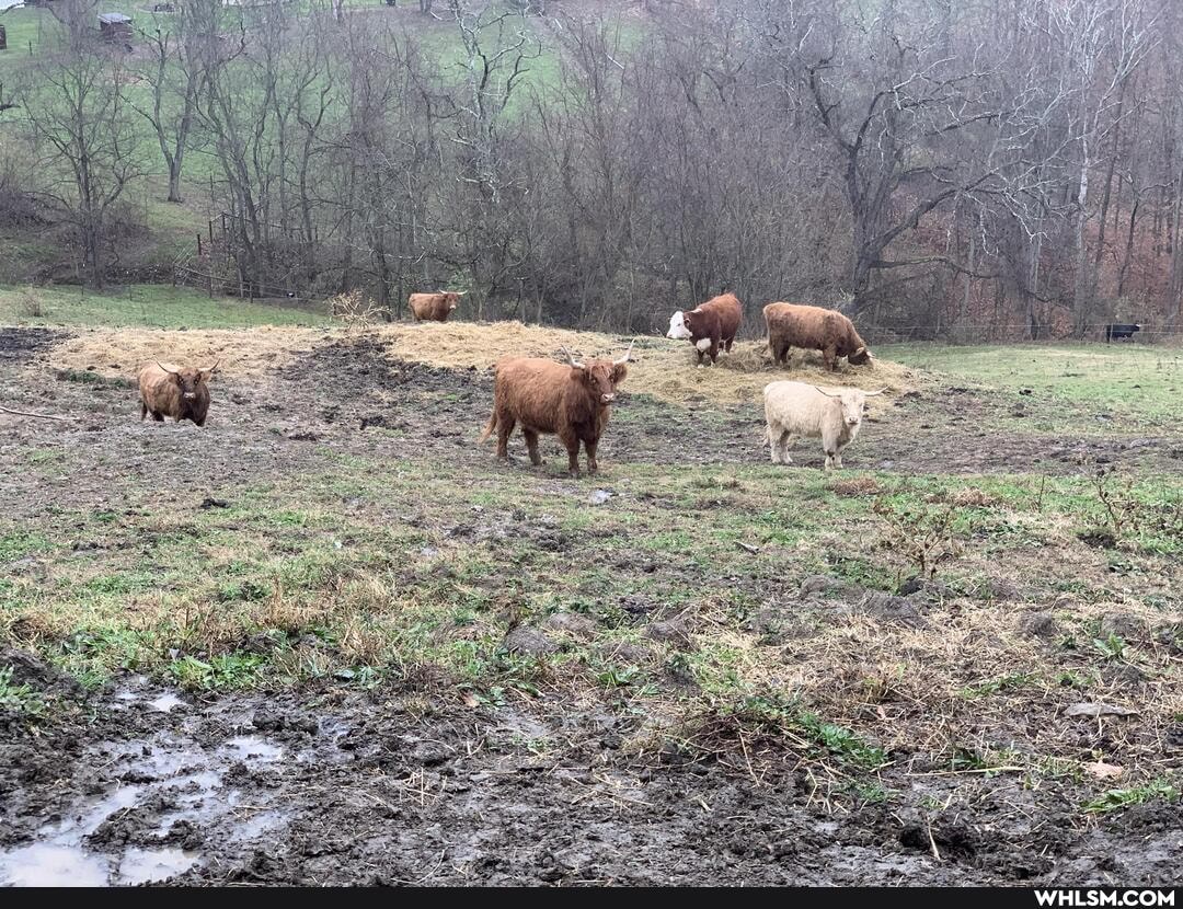 mildly_interesting, cows, moo, farming