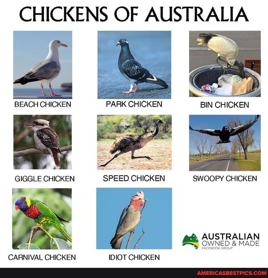 CHICKENS OF AUSTRALIA BEACH CHICKEN PARK CHICKEN BIN CHICKEN BIN CHICKEN SPEED CHICKEN SWOOPY
