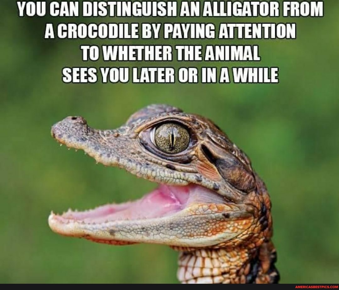 YOU CAN DISTINGUISH AN ALLIGATOR FROM A CROCODILE BY PAYING ATTENTION TO WHETHER THE ANIMAL SEES YOU LATER OR IN WHILE