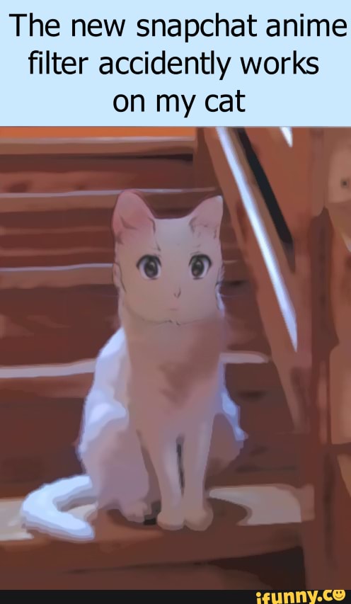 The new snapchat anime filter accidently works
on my cat