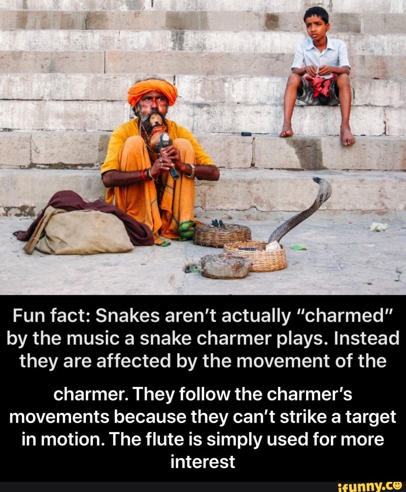 at
Fun fact: Snakes aren't actually "charmed" by the music a snake charmer plays. Instead they are affected by the movement of the
charmer. They follow the charmer's movements because they can't strike a target in motion. The flute is simply used for more interest - charmer. They follow the charmer’s movements because they can’t strike a target in motion. The flute is simply used for more interest