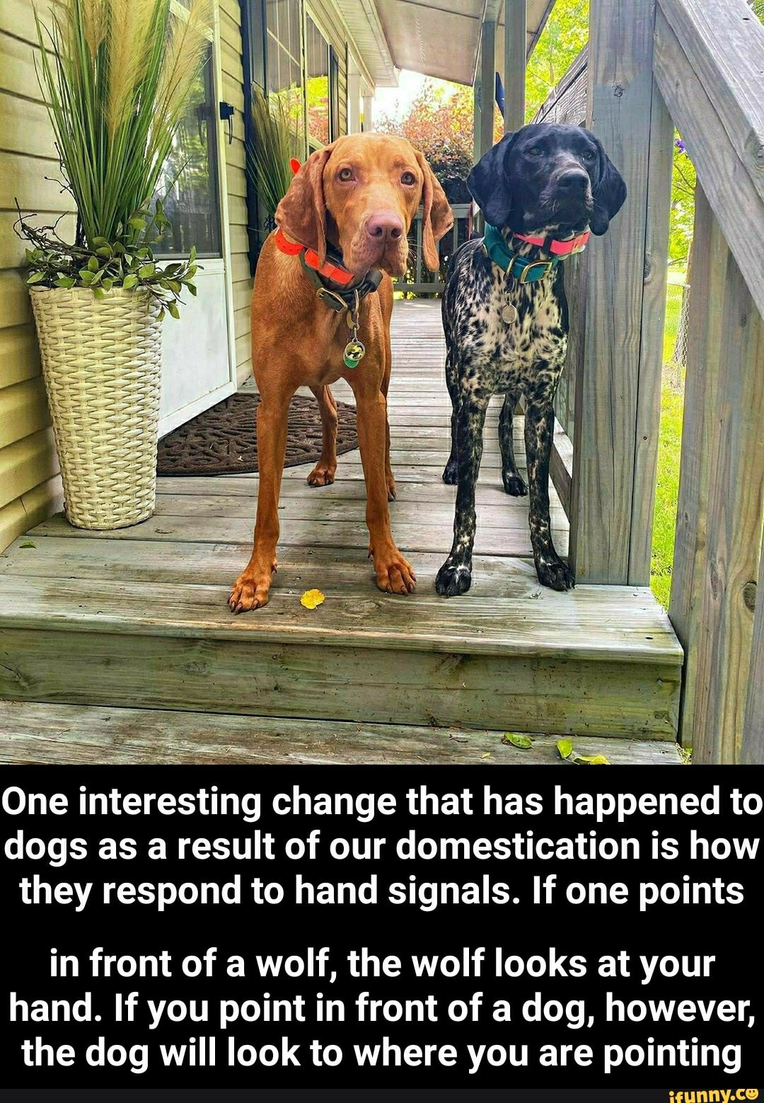 One interesting change that has happened to dogs as a result of our domestication is how they respond to hand signals. If one points
in front of a wolf, the wolf looks at your hand. If you point in front of a dog, however, the dog will look to where you are pointing