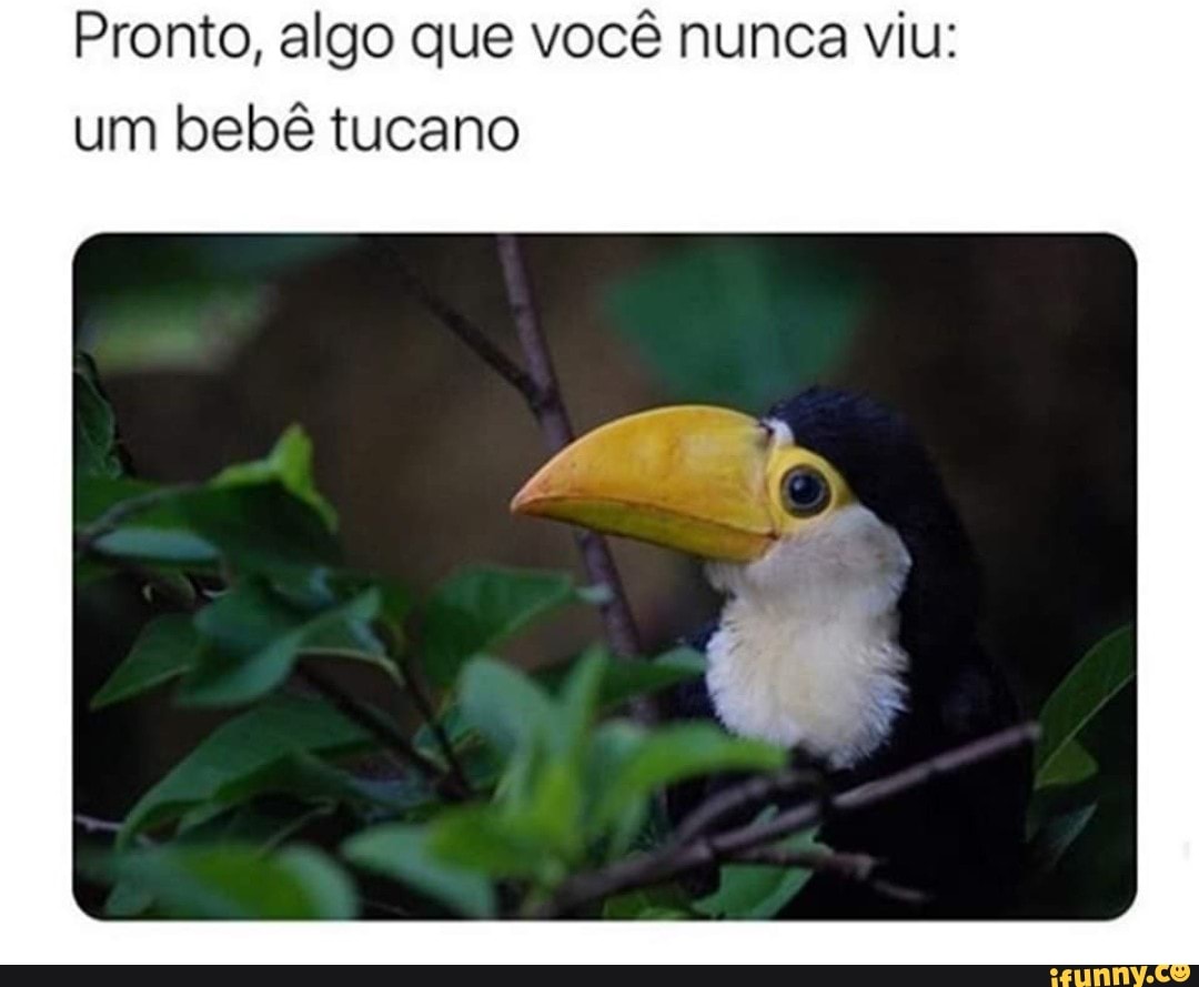 Pronto, algo que você nunca viu:
um bebê tucano