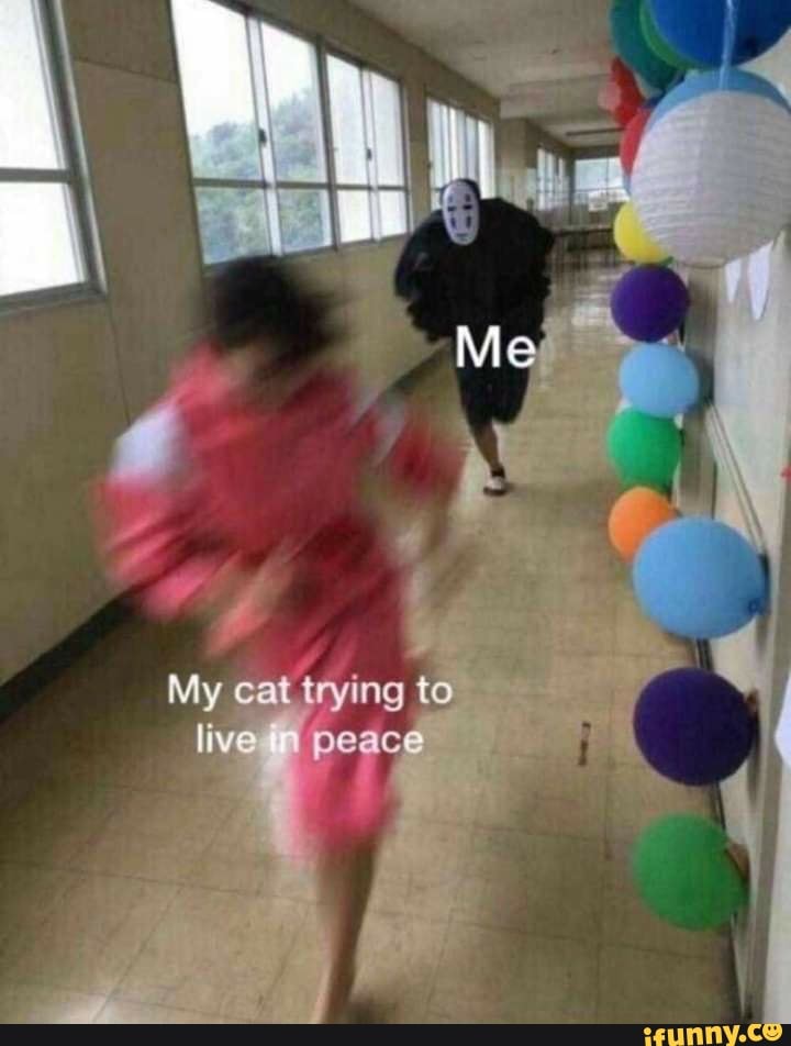 I /
Me' I My cat trying to live peace