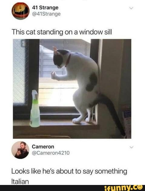 41 Strange
This cat standing on a window sill
Looks like he's about to say something
Italian
