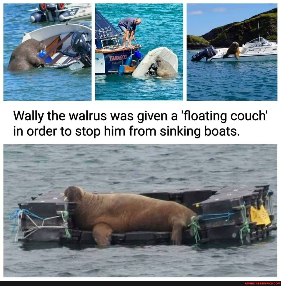 SS = Wally the walrus was given a 'floating couch' in order to stop him