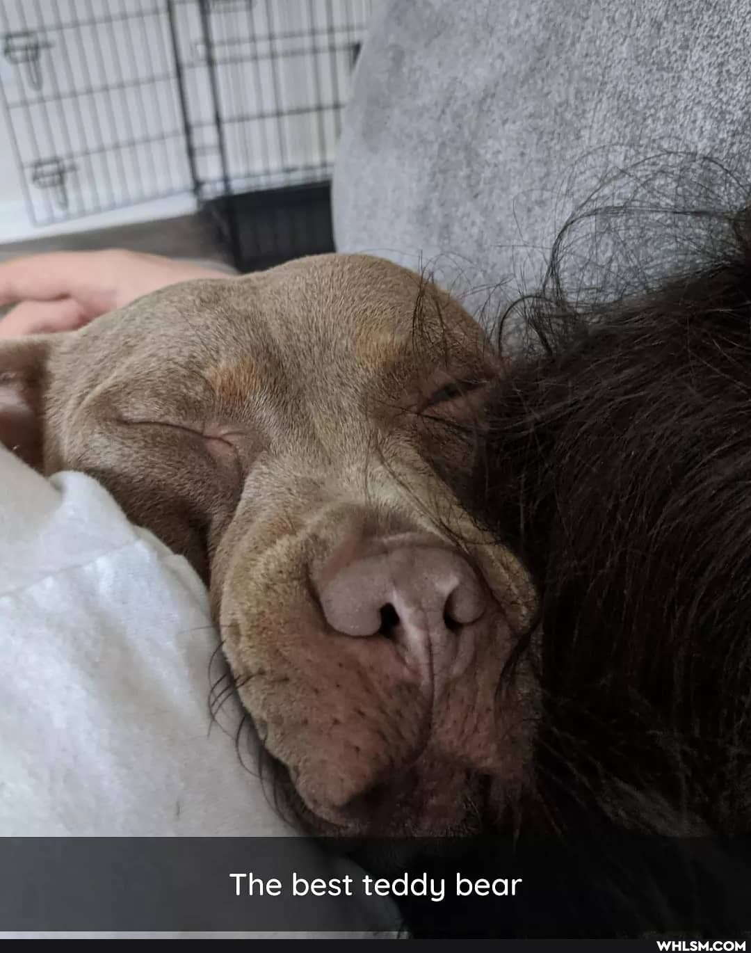 The best teddy bear
