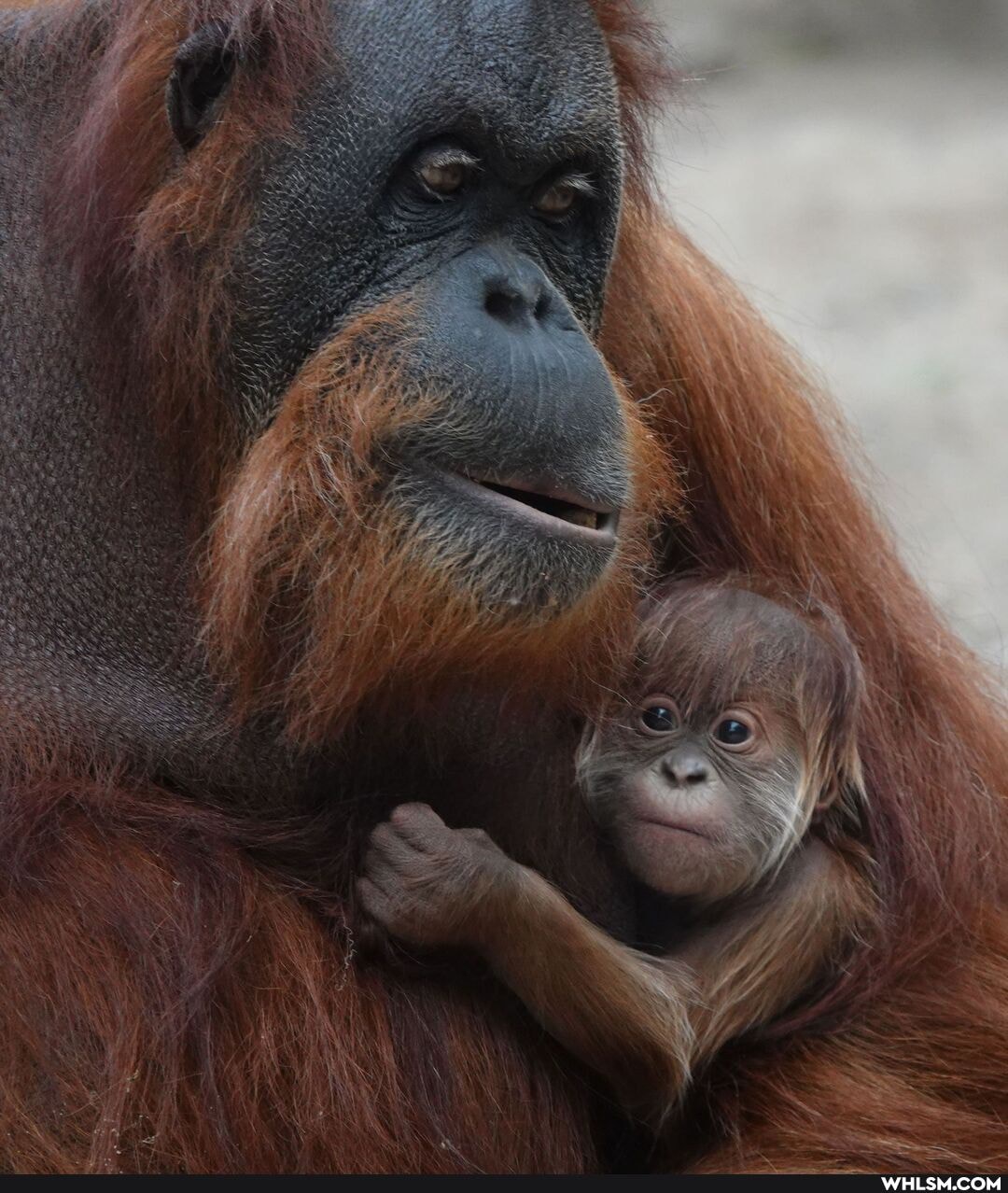 nature, aww, orangutan, baby_animals, germany