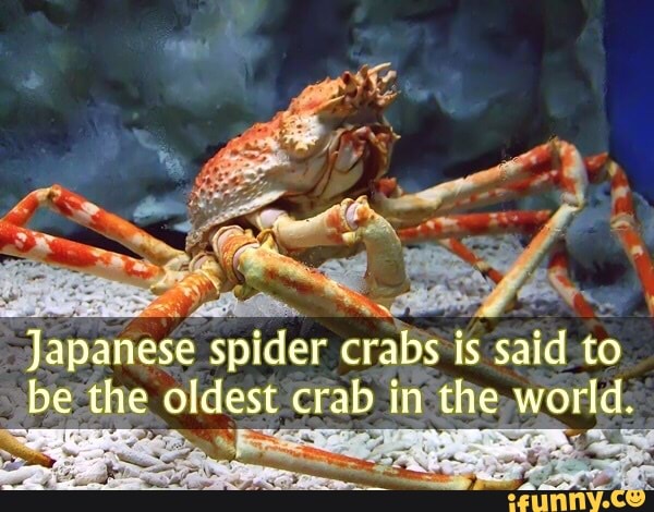 Japanesespidercrab memes. Best Collection of funny Japanesespidercrab ...